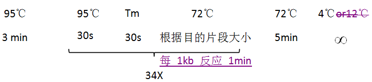 大肠杆菌菌液 PCR