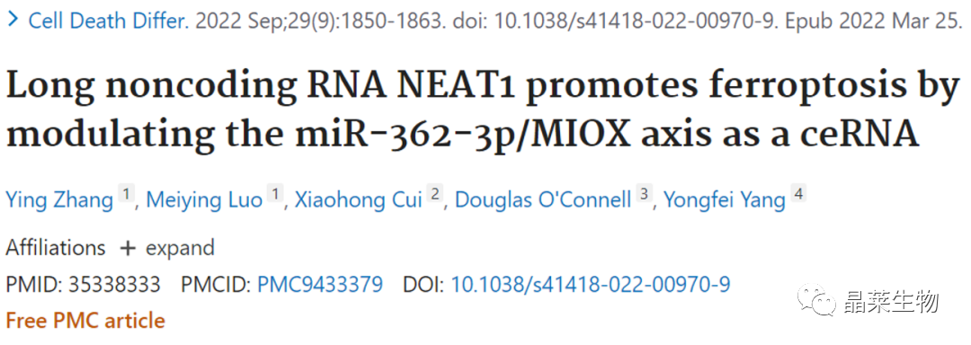 国自然热点“铁死亡”之 长链非编码RNA NEAT1作为ceRNA通过调节miR-362-3p/MIOX轴促进铁死亡