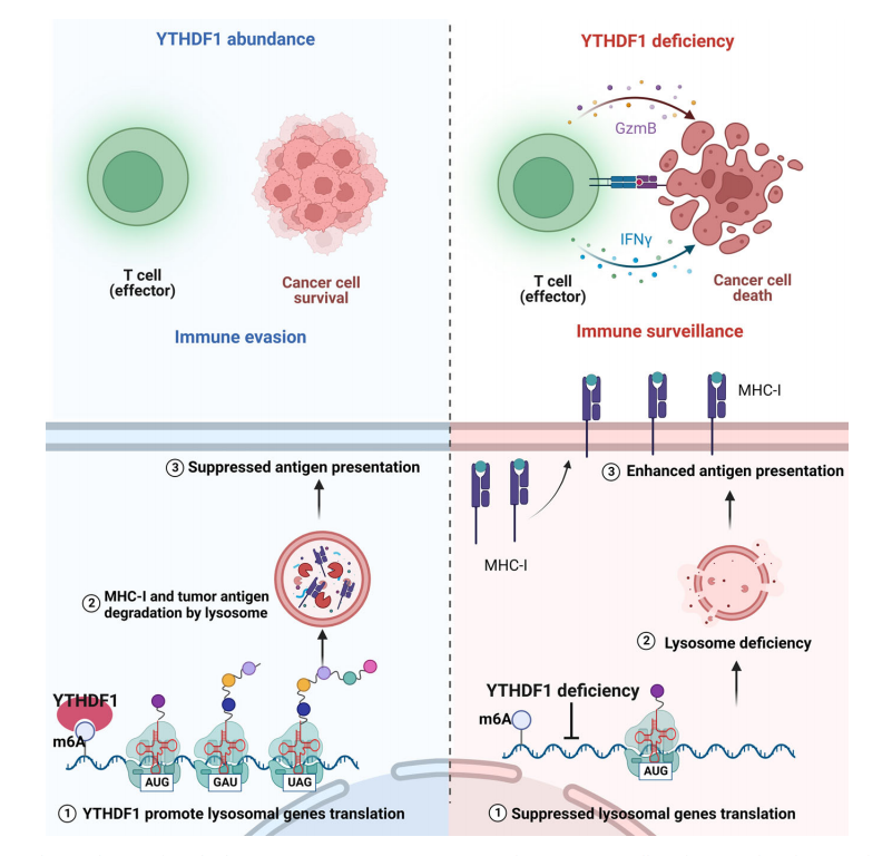 【烈冰助力】单细胞技术揭示肿瘤细胞驱动的免疫逃逸机制