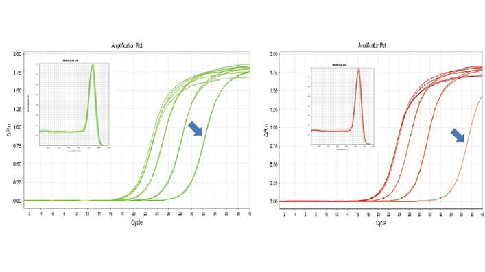 FastKing cDNA 第一链合成试剂盒 ( 去基因组 