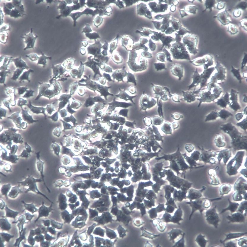 PC-12(低分化)、PC-12(低分化)细胞系、PC-12(低分化)细胞株、PC-12(低分化)大鼠肾上腺嗜铬细胞瘤细胞(低分化)
