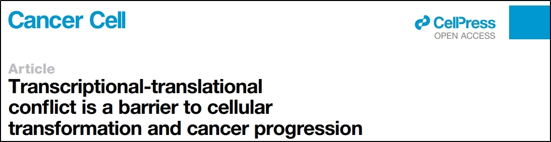 Cancer cell | 转录-翻译冲突是细胞转化和癌症进展的障碍