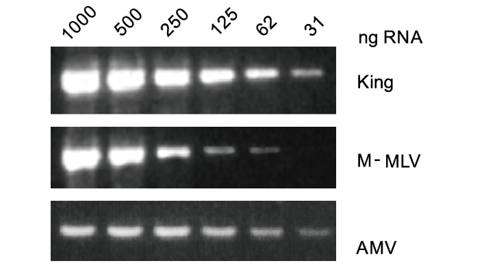FastKing cDNA 第一链合成试剂盒 ( 去基因组 