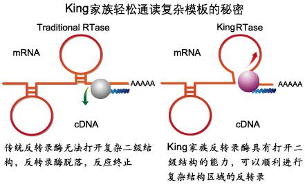 FastKing cDNA 第一链合成试剂盒 ( 去基因组 