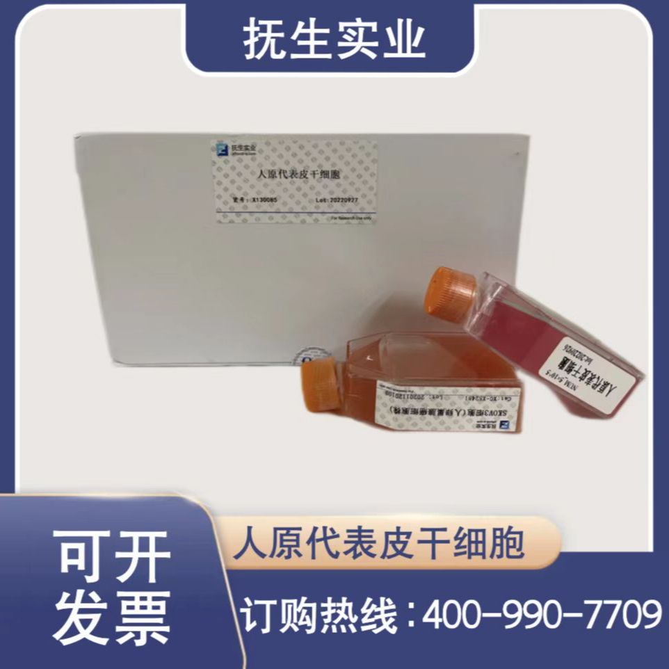 兔海绵体平滑肌细胞