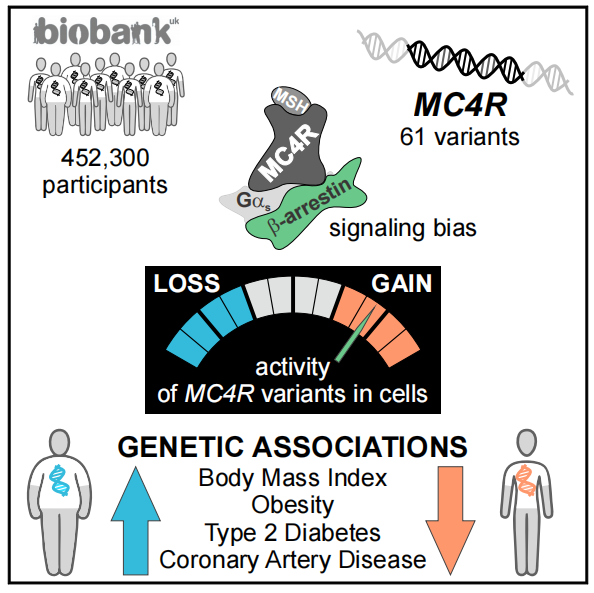 躺瘦基因“MC4R”：动物实验模型治疗助力开发抗肥胖新药物