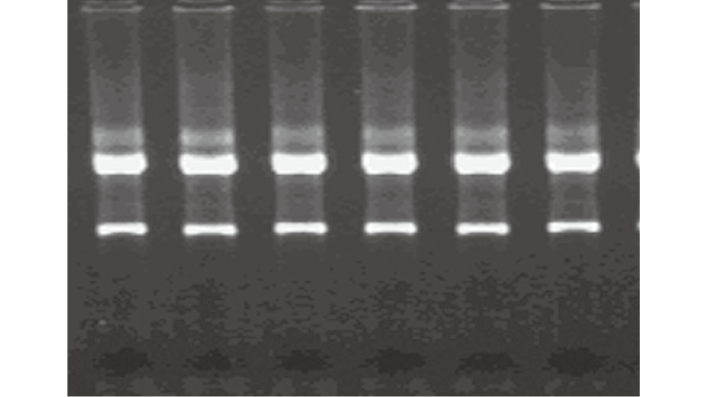 RNAprep pure培养细胞/细菌总RNA提取试剂盒(D