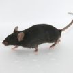 C57老龄鼠 老年鼠 7-24月龄  雌/雄 厂家现货 
