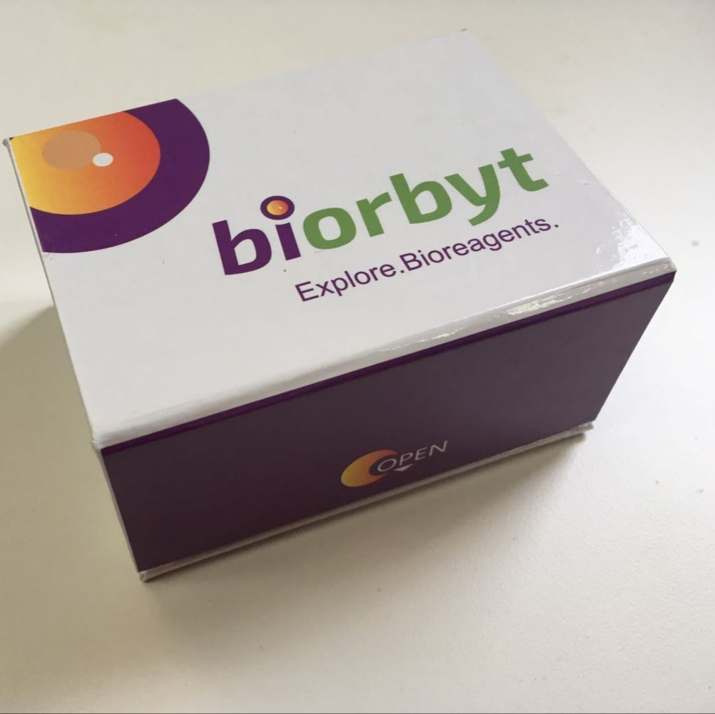 Mouse Sirtuin 3 (SIRT3) ELISA Kit试剂盒,orb1663550,Biorbyt