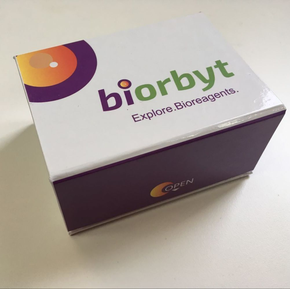 Mouse SCF ELISA Kit试剂盒,orb1658248,Biorbyt