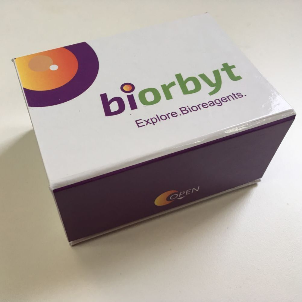 Bovine Sclerostin (SOST) ELISA Kit试剂盒,orb1656286,Biorbyt