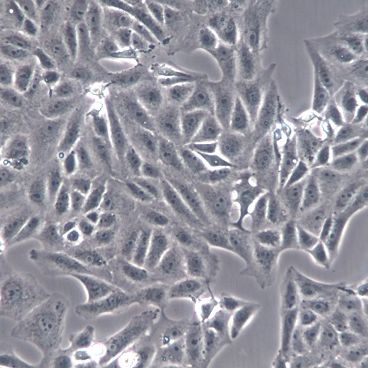 【VERO】VERO细胞/VERO细胞/VERO非洲绿猴肾细胞