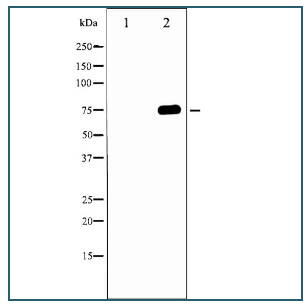 中英文说明丨艾美捷磷酸化-Tau（Thr 231）抗体