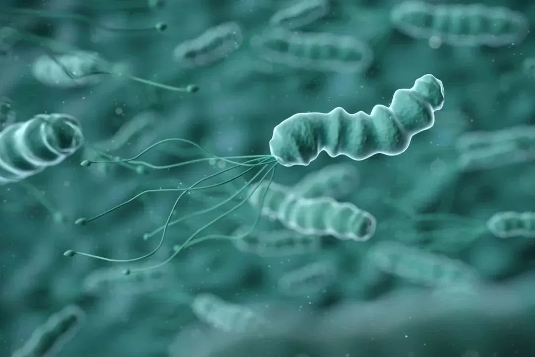 肠道健康日：幽门螺杆菌，你了解多少？