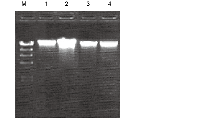 细菌基因组DNA提取试剂盒(DP302)