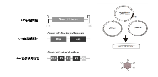 【神经元细胞干货篇】神经元细胞特异性基因调控策略