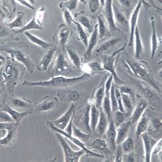 【NCI-H596】NCI-H596细胞/NCI-H596细胞/NCI-H596人肺腺鳞癌细胞