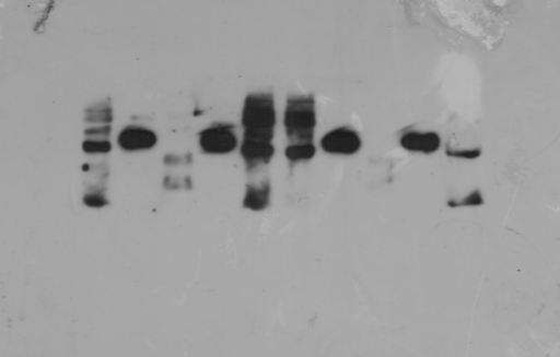 WB 一个月都没出结果，你的步骤错在哪里？（文内干货）