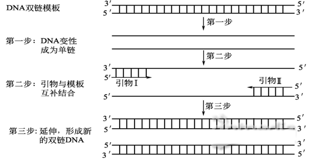 古朵技术分享—PCR反应技术的反应基本步骤