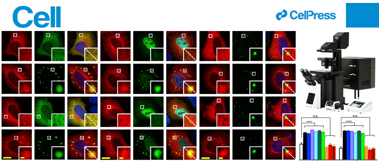 科技前沿 | FV3000助力Cell封面发文揭示无膜细胞器异常导致周围神经病的关键机制