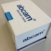 HRP Anti-beta Actin antibody [AC-15]