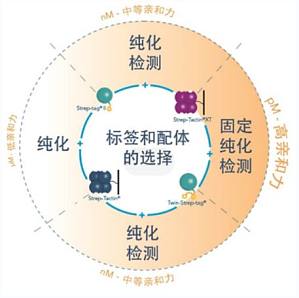 丁香实验推荐阅读