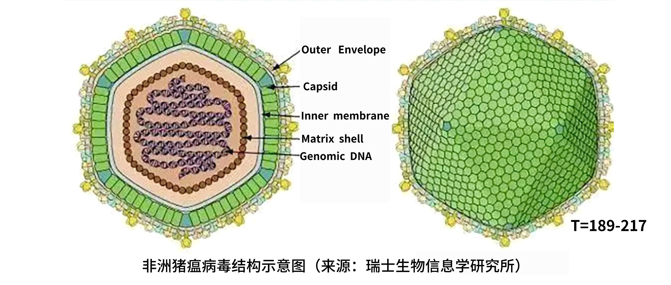 推介 | 英赞生物非洲猪瘟病毒全预混检测试剂解决行业“痛点”
