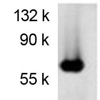 Firefly Luciferase antibody [Luci17]