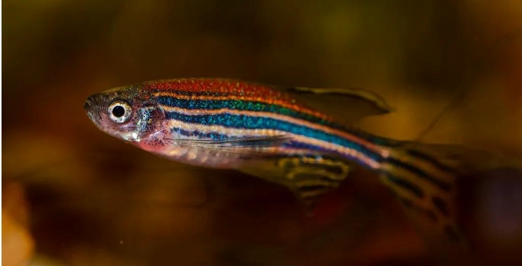 重磅！Science发文揭示心脏再生背后的关键机制