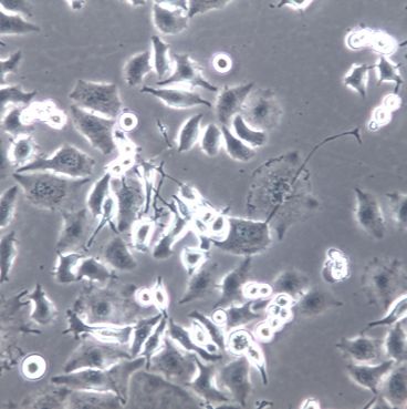 G422、G422细胞系、G422细胞株、G422小鼠神经胶质瘤细胞