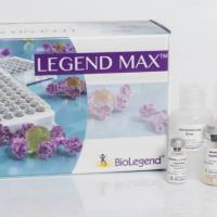 Anti-β-Amyloid, 17-24