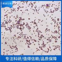 大鼠脉络膜成纤维细胞
