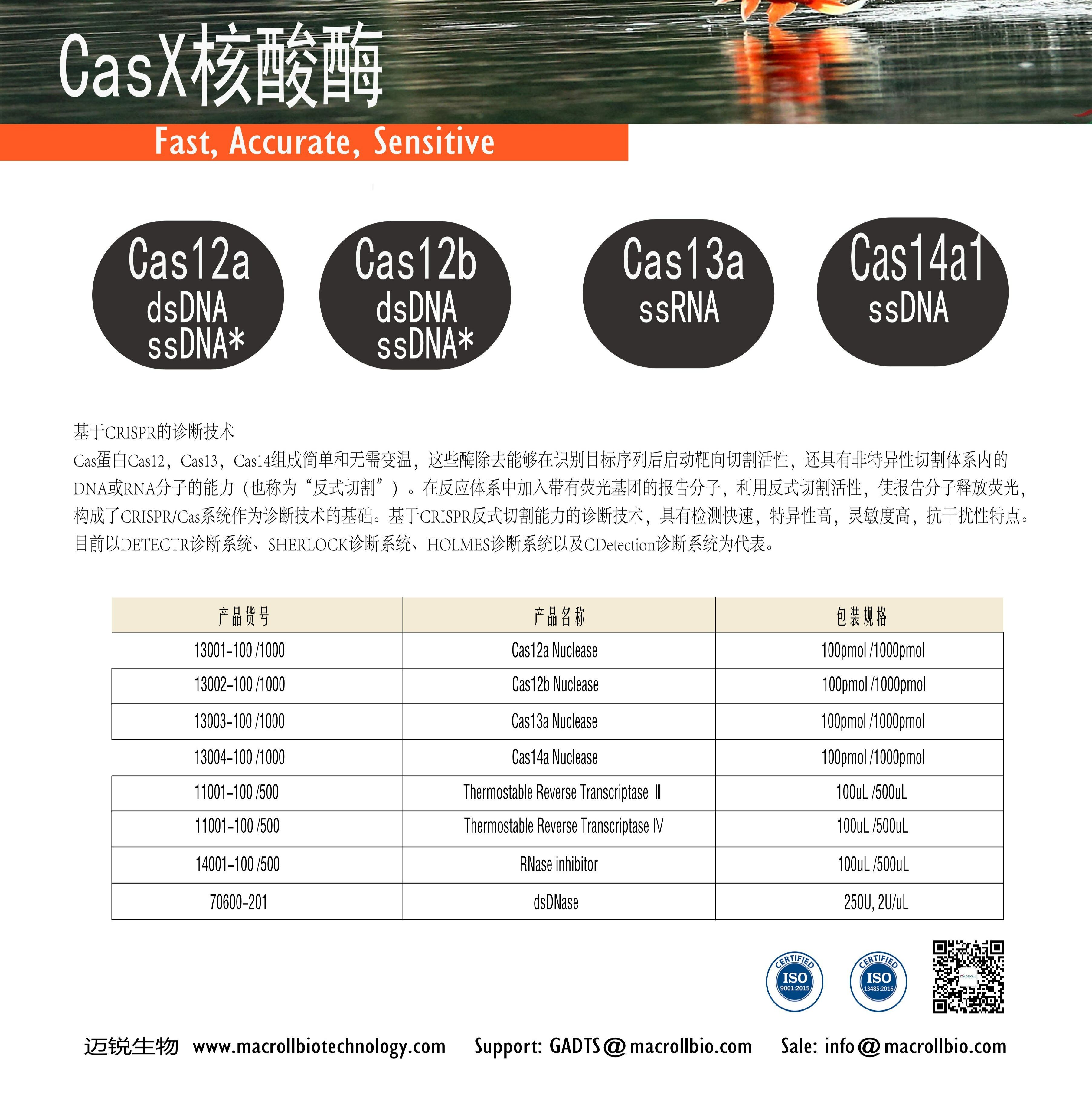 Cas12a蛋白/CRISPR-Cas12a