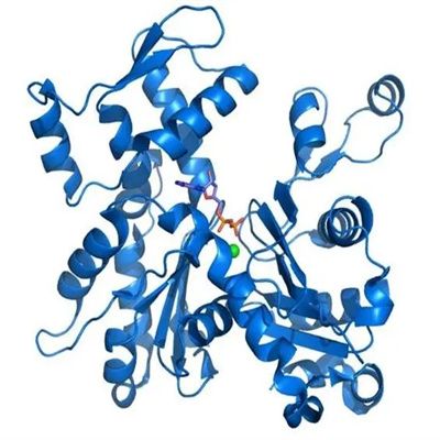 Recombinant Human DNA polymerase mu
