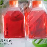 甲氨蝶呤诱导HT29分化为成熟杯状细胞HT29-MTX-E12