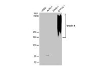 Mucin 4  antibody [HL1486]