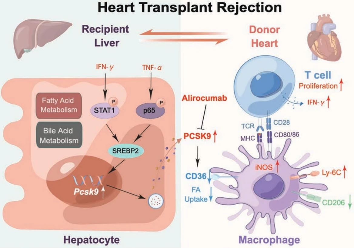 Circulation | 南模生物助力揭示心脏移植后排斥反应的调控新机制