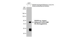 Avian Influenza A virus H5N8 HA (Hemagglutinin) antibody [HL1550]
