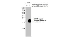 Influenza A virus M2 (matrix protein) antibody [HL1856]