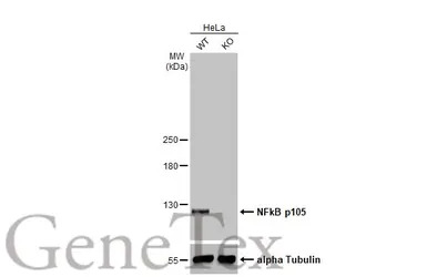 NFkB p105 antibody [HL1784]