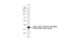 SARS-CoV-2 (COVID-19) Spike RBD Protein, Omicron / XBB variant, His tag
