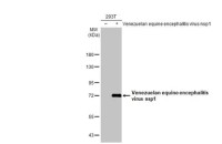 Venezuelan Equine Encephalitis Virus nsP1 antibody [HL1593]