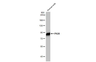 PIGR antibody [HL1757]