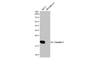 Claudin 3 antibody [HL1528]