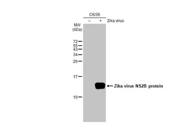 Zika virus NS2B protein antibody [HL2151]