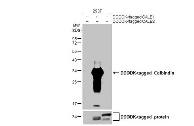 Calbindin antibody [HL2379]