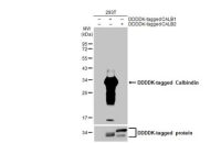 Calbindin antibody [HL2379]