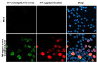RFP antibody [HL2028]