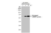 CRM197 antibody [HL1808]