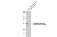 Influenza A virus NS1 (nonstructural protein) antibody [HL2130]